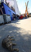 foto . 12